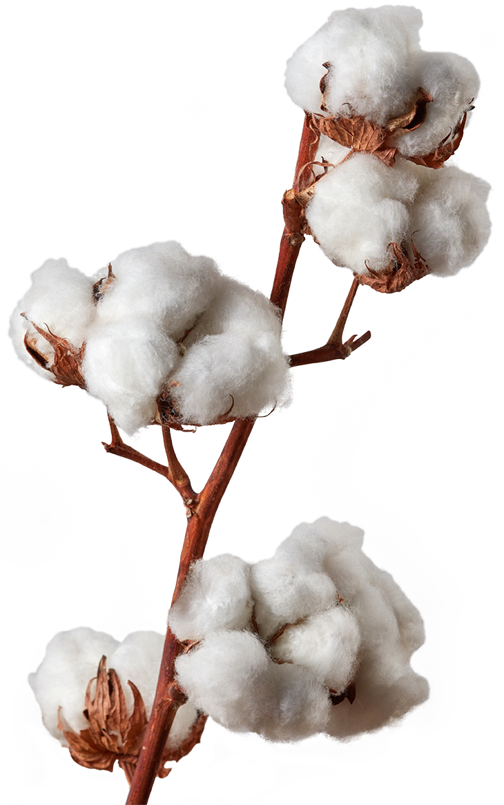 cotton branch