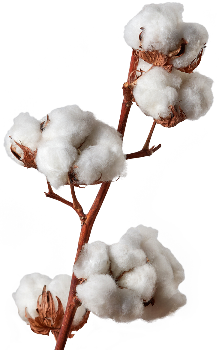 cotton branch