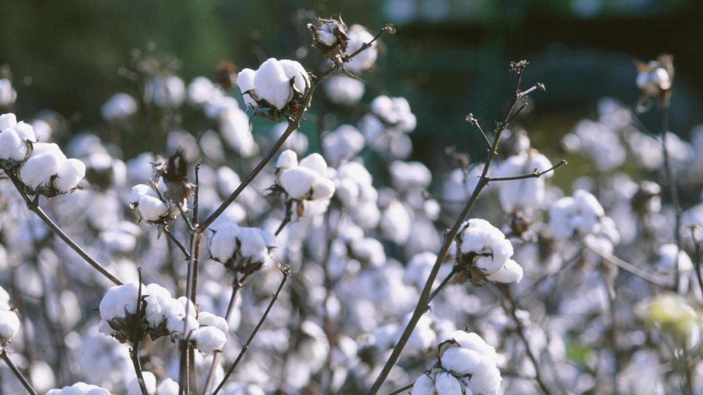 Cotton field close-up representing crop diversification for broader market potential